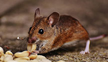 24 Hour & Emergency Exterminators in Mohns Hill, PA